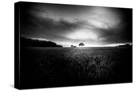 Lone Tree At Deffer-Rory Garforth-Stretched Canvas