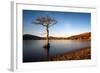 Lone Tree at Loch Lomond, Scotland, United Kingdom, Europe-Karen McDonald-Framed Photographic Print