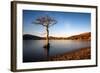 Lone Tree at Loch Lomond, Scotland, United Kingdom, Europe-Karen McDonald-Framed Photographic Print