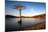 Lone Tree at Loch Lomond, Scotland, United Kingdom, Europe-Karen McDonald-Mounted Photographic Print