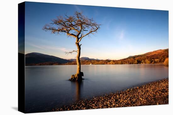 Lone Tree at Loch Lomond, Scotland, United Kingdom, Europe-Karen McDonald-Stretched Canvas