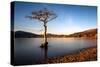 Lone Tree at Loch Lomond, Scotland, United Kingdom, Europe-Karen McDonald-Stretched Canvas