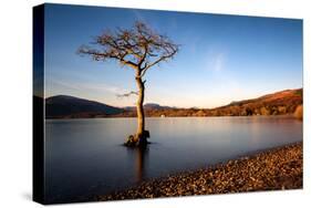 Lone Tree at Loch Lomond, Scotland, United Kingdom, Europe-Karen McDonald-Stretched Canvas