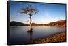 Lone Tree at Loch Lomond, Scotland, United Kingdom, Europe-Karen McDonald-Framed Stretched Canvas