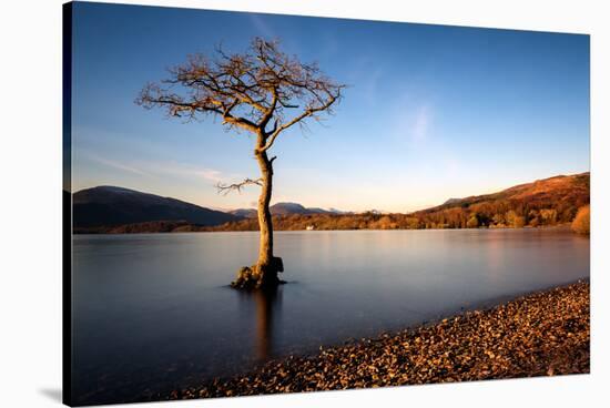 Lone Tree at Loch Lomond, Scotland, United Kingdom, Europe-Karen McDonald-Stretched Canvas