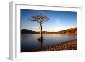 Lone Tree at Loch Lomond, Scotland, United Kingdom, Europe-Karen McDonald-Framed Photographic Print