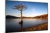 Lone Tree at Loch Lomond, Scotland, United Kingdom, Europe-Karen McDonald-Mounted Photographic Print