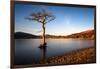 Lone Tree at Loch Lomond, Scotland, United Kingdom, Europe-Karen McDonald-Framed Photographic Print