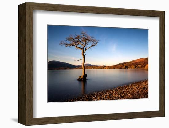 Lone Tree at Loch Lomond, Scotland, United Kingdom, Europe-Karen McDonald-Framed Photographic Print