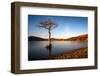 Lone Tree at Loch Lomond, Scotland, United Kingdom, Europe-Karen McDonald-Framed Photographic Print
