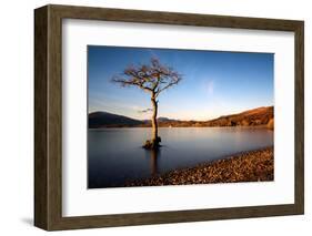 Lone Tree at Loch Lomond, Scotland, United Kingdom, Europe-Karen McDonald-Framed Photographic Print