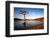 Lone Tree at Loch Lomond, Scotland, United Kingdom, Europe-Karen McDonald-Framed Photographic Print