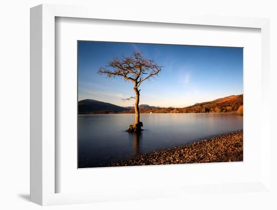 Lone Tree at Loch Lomond, Scotland, United Kingdom, Europe-Karen McDonald-Framed Photographic Print