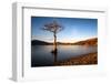 Lone Tree at Loch Lomond, Scotland, United Kingdom, Europe-Karen McDonald-Framed Photographic Print