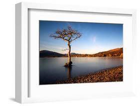 Lone Tree at Loch Lomond, Scotland, United Kingdom, Europe-Karen McDonald-Framed Photographic Print