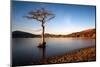 Lone Tree at Loch Lomond, Scotland, United Kingdom, Europe-Karen McDonald-Mounted Photographic Print