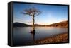 Lone Tree at Loch Lomond, Scotland, United Kingdom, Europe-Karen McDonald-Framed Stretched Canvas