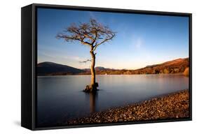Lone Tree at Loch Lomond, Scotland, United Kingdom, Europe-Karen McDonald-Framed Stretched Canvas