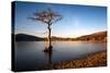 Lone Tree at Loch Lomond, Scotland, United Kingdom, Europe-Karen McDonald-Stretched Canvas