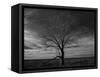 Lone tree at Quivira Game Refuge, Kansas-Michael Scheufler-Framed Stretched Canvas