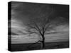 Lone tree at Quivira Game Refuge, Kansas-Michael Scheufler-Stretched Canvas
