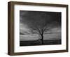 Lone tree at Quivira Game Refuge, Kansas-Michael Scheufler-Framed Photographic Print