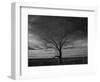 Lone tree at Quivira Game Refuge, Kansas-Michael Scheufler-Framed Photographic Print