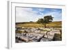 Lone Tree at Wilskill Stones with Pen Y Ghent Beyond, Settle, Yorkshire, England-Mark Sunderland-Framed Photographic Print