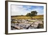 Lone Tree at Wilskill Stones with Pen Y Ghent Beyond, Settle, Yorkshire, England-Mark Sunderland-Framed Photographic Print