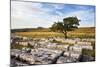 Lone Tree at Wilskill Stones with Pen Y Ghent Beyond, Settle, Yorkshire, England-Mark Sunderland-Mounted Photographic Print