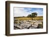 Lone Tree at Wilskill Stones with Pen Y Ghent Beyond, Settle, Yorkshire, England-Mark Sunderland-Framed Photographic Print