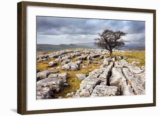 Lone Tree at Winskill Stones Near Settle, Yorkshire Dales, Yorkshire, England-Mark Sunderland-Framed Photographic Print