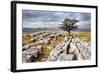 Lone Tree at Winskill Stones Near Settle, Yorkshire Dales, Yorkshire, England-Mark Sunderland-Framed Photographic Print
