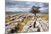 Lone Tree at Winskill Stones Near Settle, Yorkshire Dales, Yorkshire, England-Mark Sunderland-Mounted Photographic Print