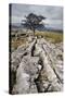 Lone Tree at Winskill Stones Near Settle, Yorkshire Dales, Yorkshire, England-Mark Sunderland-Stretched Canvas