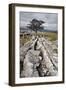 Lone Tree at Winskill Stones Near Settle, Yorkshire Dales, Yorkshire, England-Mark Sunderland-Framed Photographic Print