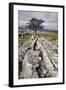 Lone Tree at Winskill Stones Near Settle, Yorkshire Dales, Yorkshire, England-Mark Sunderland-Framed Photographic Print