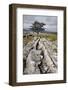 Lone Tree at Winskill Stones Near Settle, Yorkshire Dales, Yorkshire, England-Mark Sunderland-Framed Photographic Print