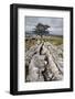 Lone Tree at Winskill Stones Near Settle, Yorkshire Dales, Yorkshire, England-Mark Sunderland-Framed Photographic Print