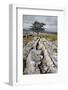 Lone Tree at Winskill Stones Near Settle, Yorkshire Dales, Yorkshire, England-Mark Sunderland-Framed Photographic Print