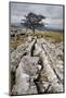 Lone Tree at Winskill Stones Near Settle, Yorkshire Dales, Yorkshire, England-Mark Sunderland-Mounted Photographic Print