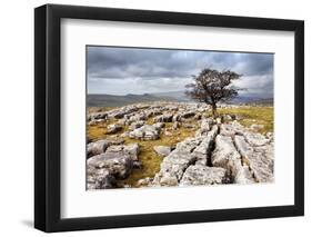 Lone Tree at Winskill Stones Near Settle, Yorkshire Dales, Yorkshire, England-Mark Sunderland-Framed Photographic Print