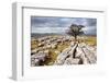 Lone Tree at Winskill Stones Near Settle, Yorkshire Dales, Yorkshire, England-Mark Sunderland-Framed Photographic Print