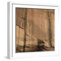 Lone Tree Beneath a Sheer Cliff Face-Micha Pawlitzki-Framed Photographic Print