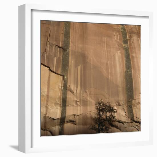 Lone Tree Beneath a Sheer Cliff Face-Micha Pawlitzki-Framed Photographic Print