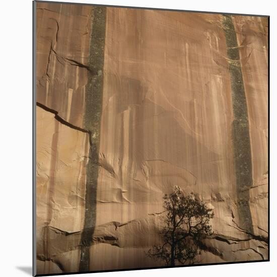 Lone Tree Beneath a Sheer Cliff Face-Micha Pawlitzki-Mounted Photographic Print