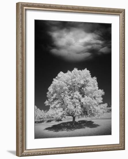 Lone Tree & Cloud, Green Bay, Wisconsin '12-Monte Nagler-Framed Photographic Print