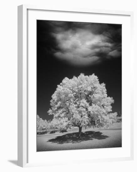 Lone Tree & Cloud, Green Bay, Wisconsin '12-Monte Nagler-Framed Photographic Print