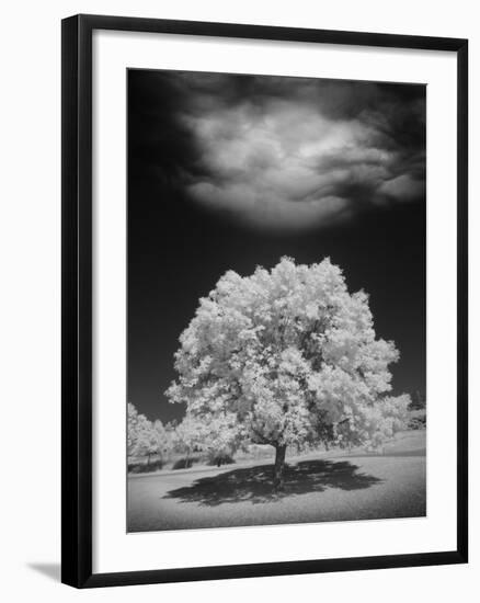 Lone Tree & Cloud, Green Bay, Wisconsin '12-Monte Nagler-Framed Photographic Print