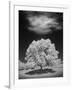 Lone Tree & Cloud, Green Bay, Wisconsin '12-Monte Nagler-Framed Photographic Print